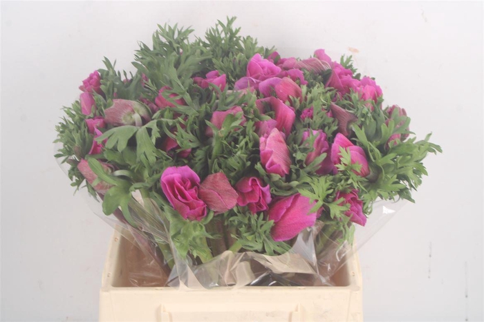 Anem Mistral Fuchsia X L X25