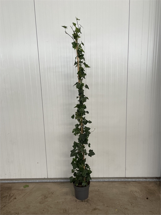 Hedera Hibernica