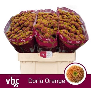 Chr S Aaa Doria Orange