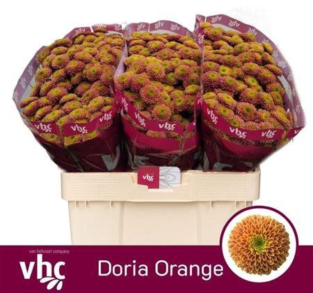 <h4>Chr S Aaa Doria Orange</h4>