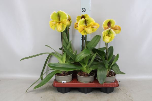 <h4>Paphiopedilum american hybride mix</h4>