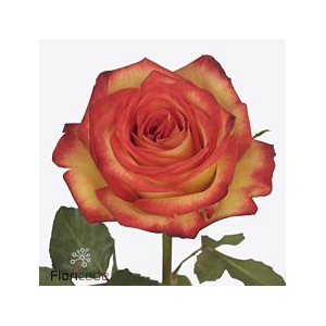 Rosa large firefox