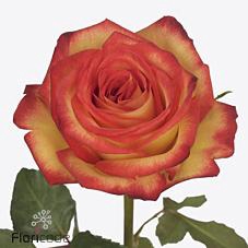 <h4>Rosa large firefox</h4>