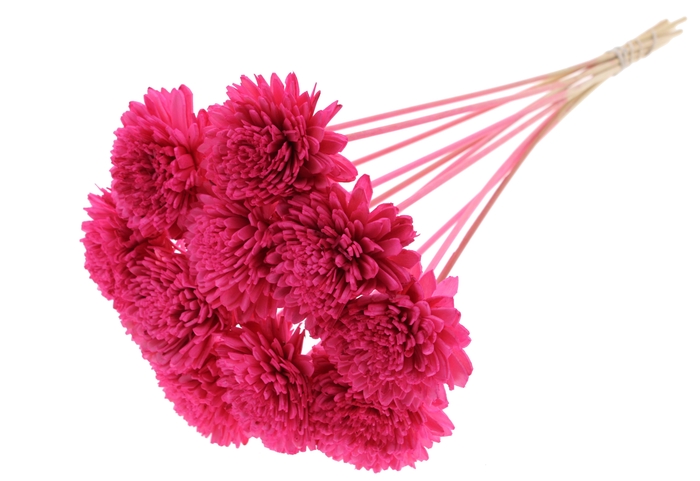 Shola Zinia Ø8cm on stem Cerise