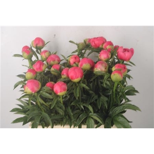 Paeo L Coral Sunset Ex
