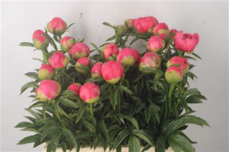 <h4>Paeo L Coral Sunset Ex</h4>