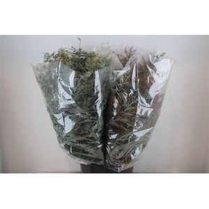 Mimosa Baleana P Bunch