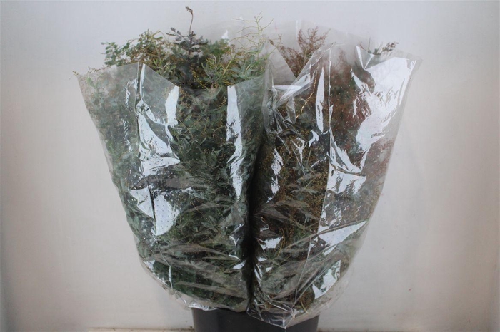 <h4>Mimosa Baleana P Bunch</h4>