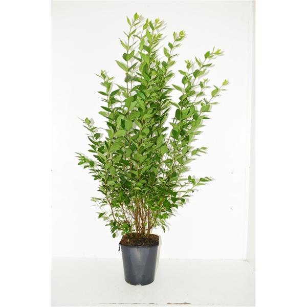<h4>Ligustrum ovalifolium 80-100 cm c5 haag</h4>