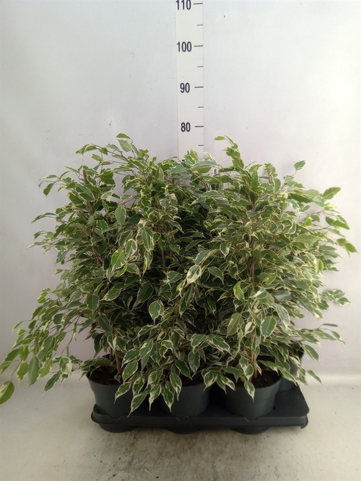 <h4>Ficus benja. 'Twilight'</h4>