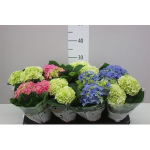 Hydrangea Gemengd 2-3