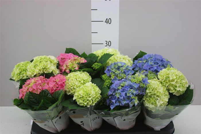 <h4>Hydrangea Gemengd 2-3</h4>