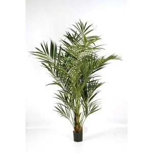 Kentia Palm Exellent PP550061GRN
