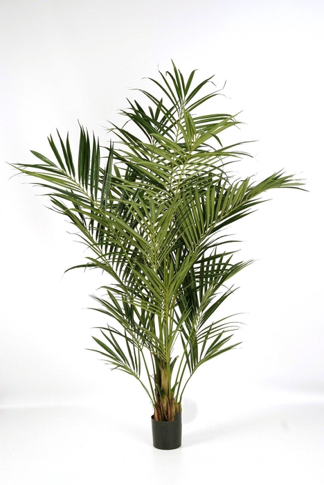 <h4>Kentia Palm Exellent PP550061GRN</h4>