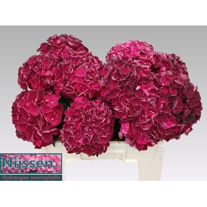HYDR M MAG DARK RUBY