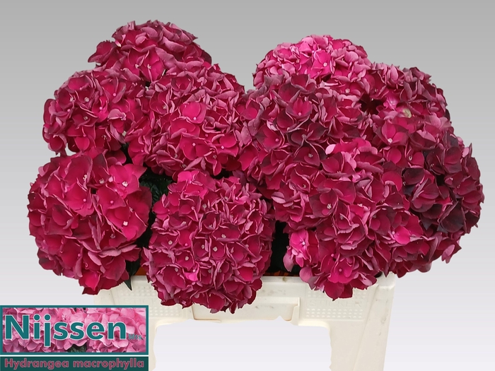 <h4>HYDR M MAG DARK RUBY</h4>