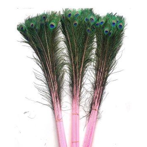 Feather Peacock L90/100 10pc/Bnd