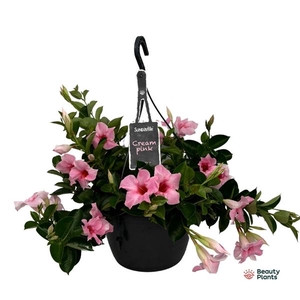 Mandevilla Sundaville Cream Pink