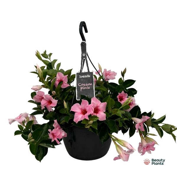 <h4>Mandevilla Sundaville Cream Pink</h4>
