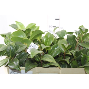 FOLHAGEM CAMELIA