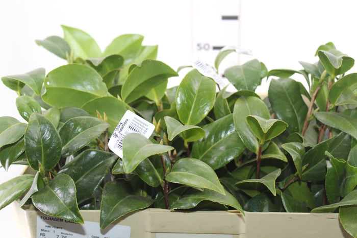 <h4>FOLHAGEM CAMELIA</h4>
