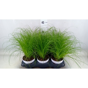 Cyperus alternifolius 'Zumula'