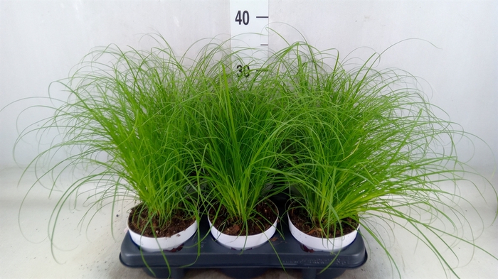 <h4>Cyperus alternifolius 'Zumula'</h4>