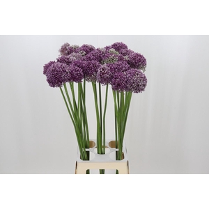 Allium Misses Bouqet