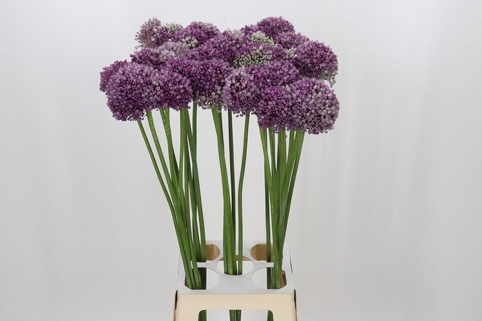 <h4>Allium Misses Bouqet</h4>