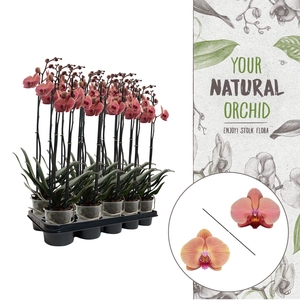 Your Natural Orchid | Orange | Phalaenopsis 3 spike