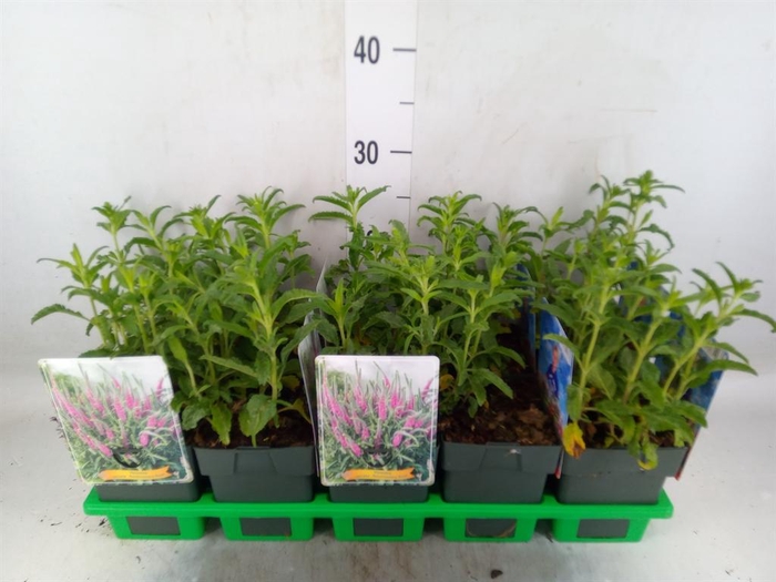 <h4>Veronica spicata 'Anniversary Rose'</h4>