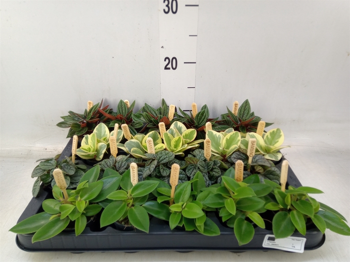 <h4>Peperomia   ...mix</h4>