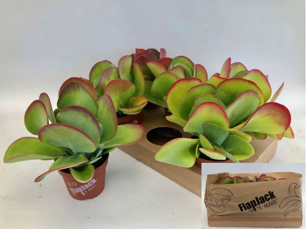 KALANCHOE THYRSIFL