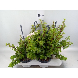 Portulacaria afra