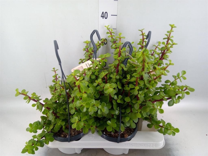 <h4>Portulacaria afra</h4>