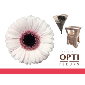 Germini Abby Lou Water