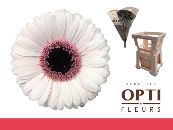 <h4>Germini Abby Lou Water / Hoes</h4>