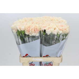 Dianthus St Apple Tea