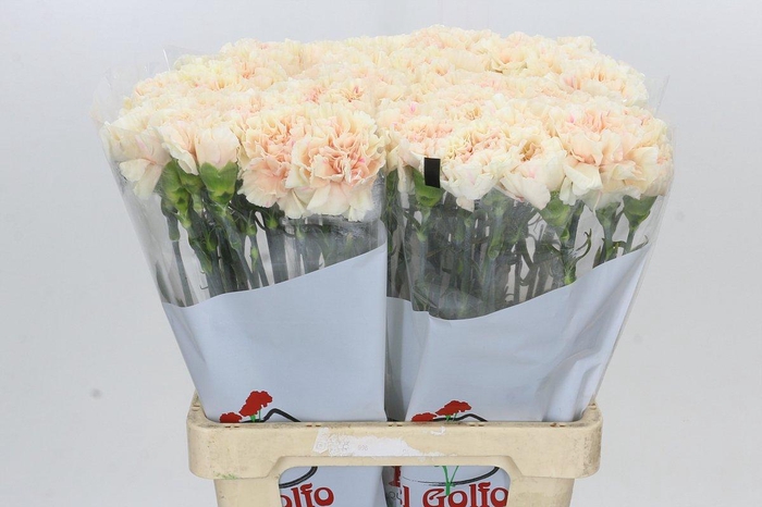 <h4>Dianthus St Apple Tea</h4>