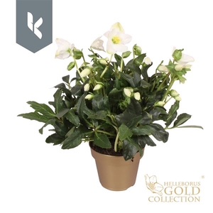 HGC Helleborus Jerry in het goud