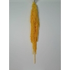 GESTABILISEERD AMARANTHUS (H) GEEL