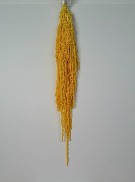 GESTABILISEERD AMARANTHUS (H) GEEL