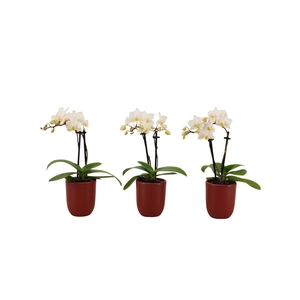 Hugo Wine Red Tiny Dolls Wit 2T12+ Aqu@