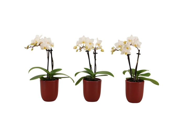 <h4>Hugo Wine Red Tiny Dolls Wit 2T12+ Aqu@</h4>