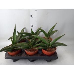 Sansevieria   ...