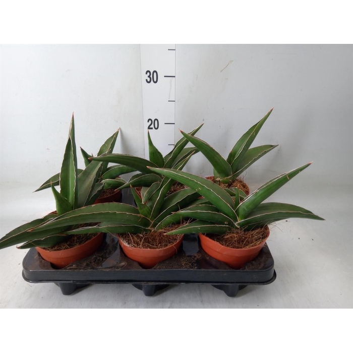 <h4>Sansevieria   ...</h4>