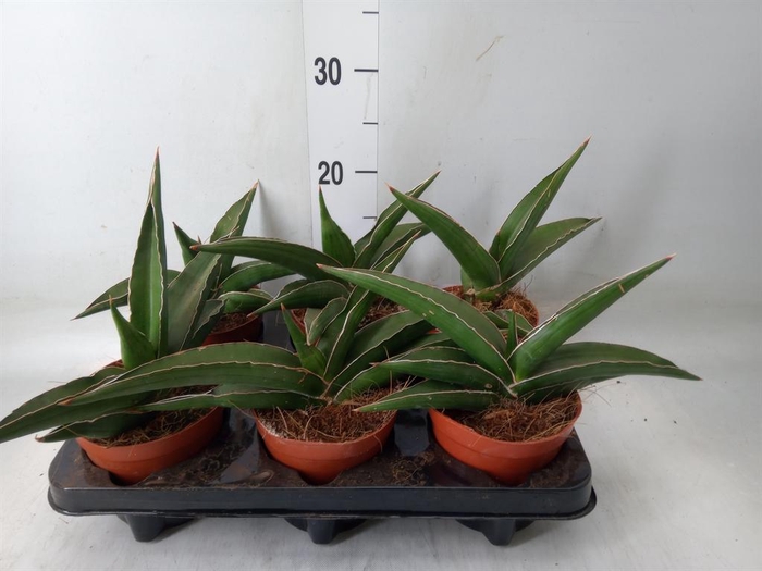 <h4>Sansevieria ...</h4>