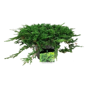 Juniperus hor. 'Prince of Wales'