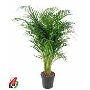 Dypsis Lutescens(Areca) P21-100