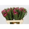 Protea Brenda